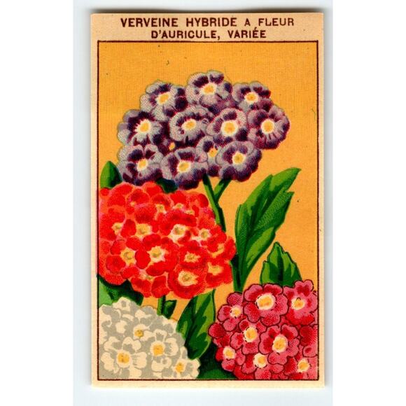 1920's Flower Art Print VERVEINE Lithograph Original Vintage For Seed Pack - Picture 1 of 2
